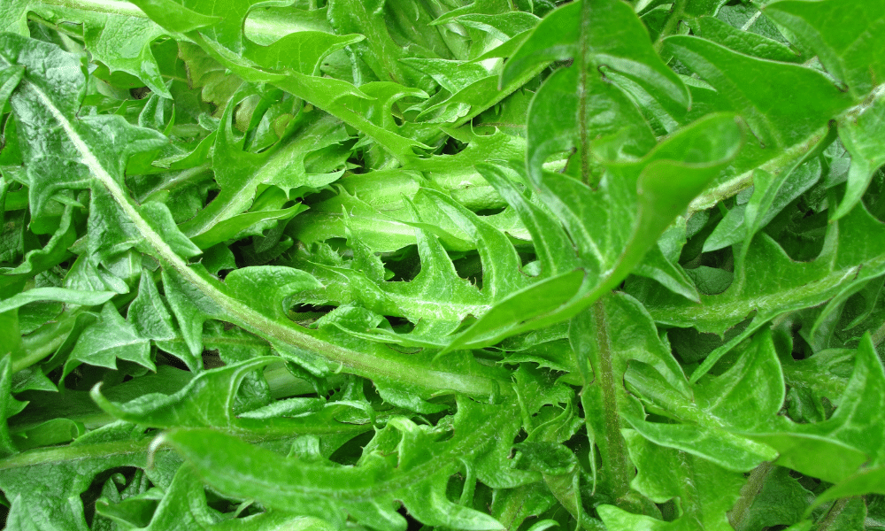 Dandelion Greens Substitutes for Watercress
