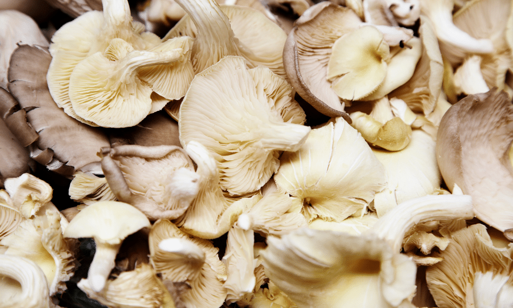 Mixed Mushrooms Substitutes for Dried Porcini Mushrooms