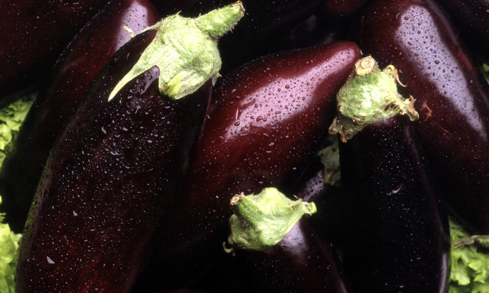 Aubergines-Substittues-for-