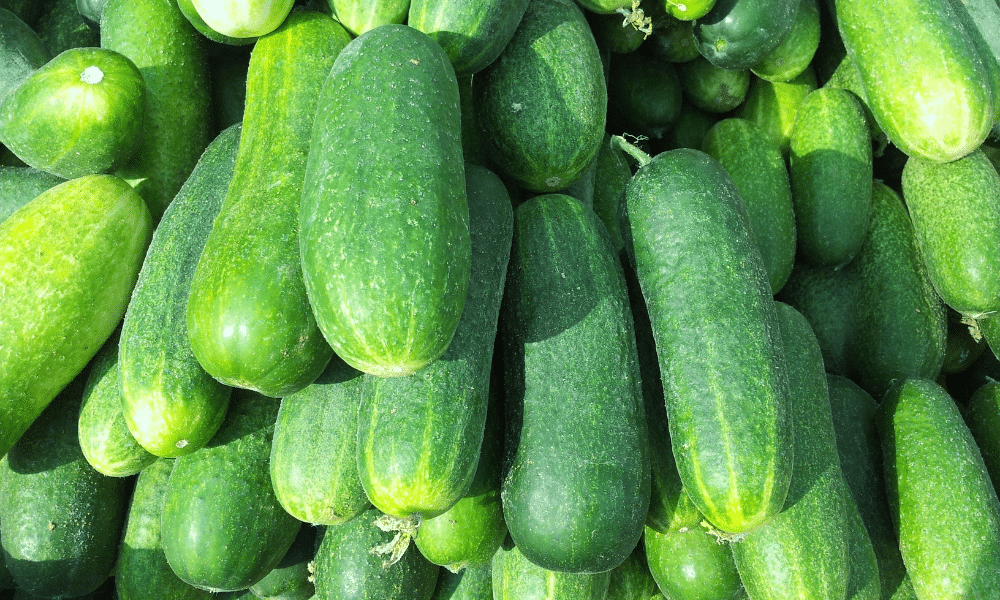 Cucumbers-for-Courgettes