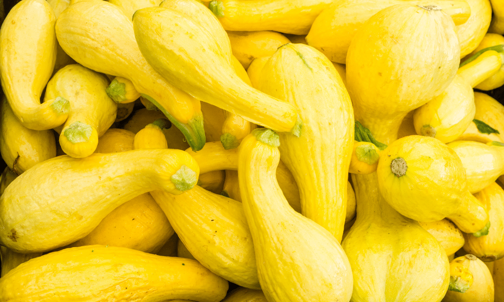 Yellow-Squash-Courgettes